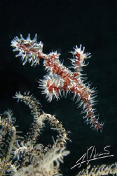 An all time favorite: Ornate Ghostpipe Fish by Adriano Trapani 